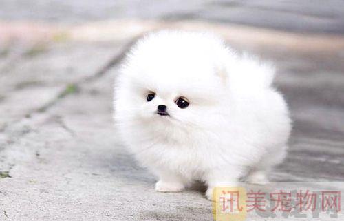 如何挑选博美犬？养宠须知