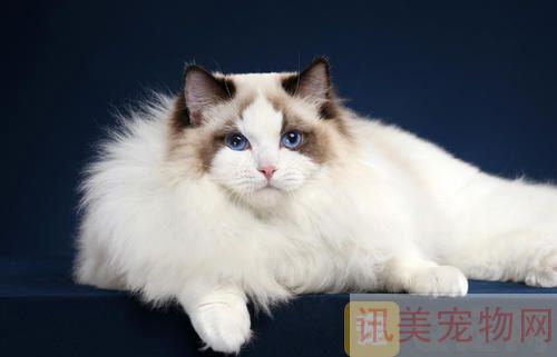 猫咪毛发护理非常重要