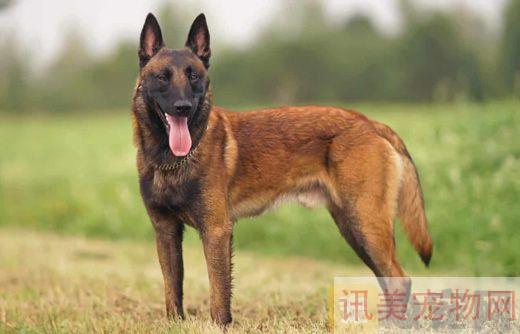 马里努阿犬怎么它训练不乱咬人？养宠须知