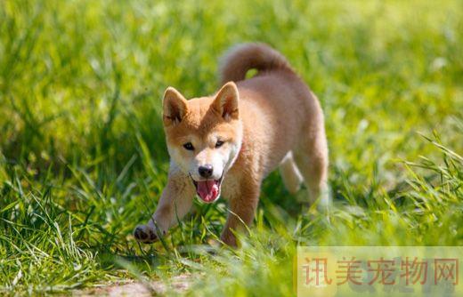 怎么训练柴犬大小便?养宠须知