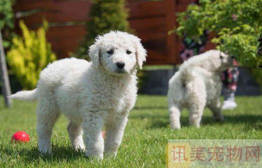 库瓦兹犬坏习惯怎么纠正？养宠须知