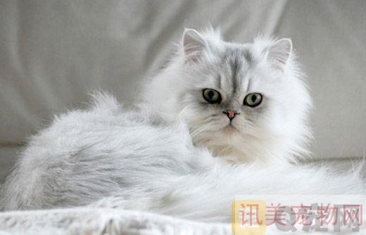 猫咪尾巴需要定期清洁吗？养宠须知