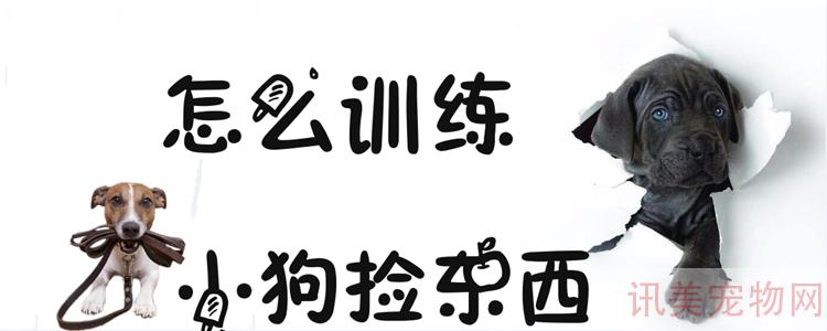 怎么训练小狗捡东西养宠须知