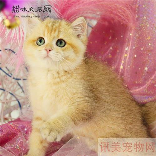 哪种宠物猫最和缓心爱又符合家养？瞅瞅是你家的吗？