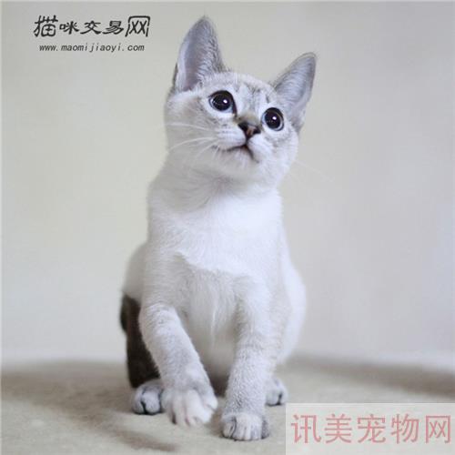 哪种宠物猫最和缓心爱又符合家养？瞅瞅是你家的吗？