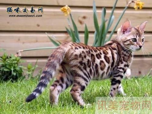 孟加拉豹猫饲养方法 吃什么猫粮好？养宠须知