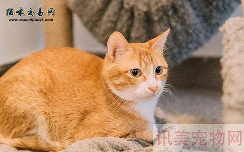 十只橘猫九只胖！橘猫是什么品种？橘猫多少钱一只？养宠须知