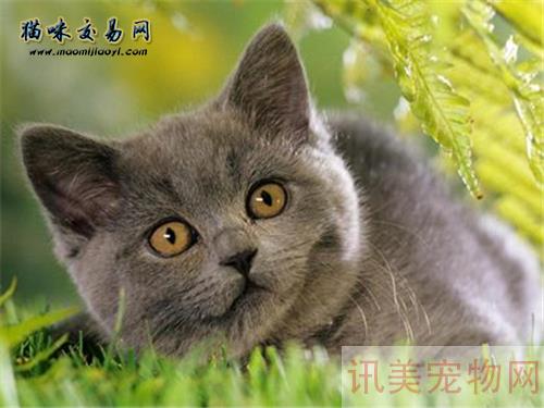 什么是猫咪营养膏? 猫咪吃营养膏有用吗？养宠须知