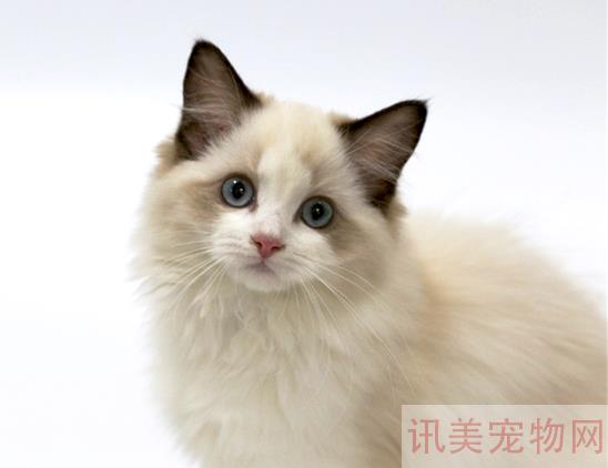 给布偶猫吃什么猫粮适合？