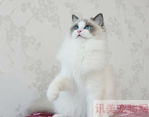 给布偶猫吃什么猫粮适合？