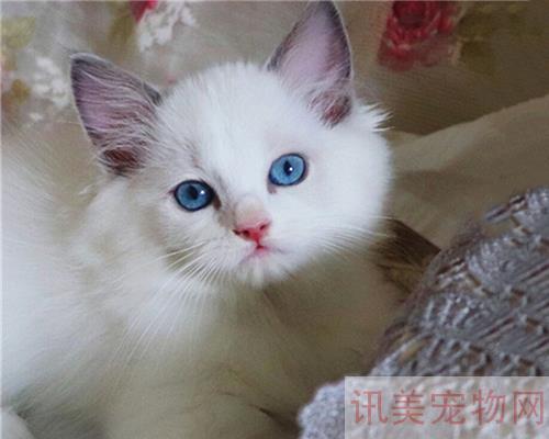 给布偶猫吃什么猫粮适合？