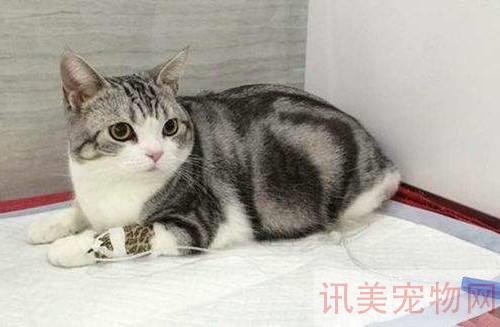 猫咪鼻子流血了怎么办？养宠须知