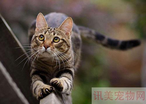 虎斑猫性格怎么样？养宠须知