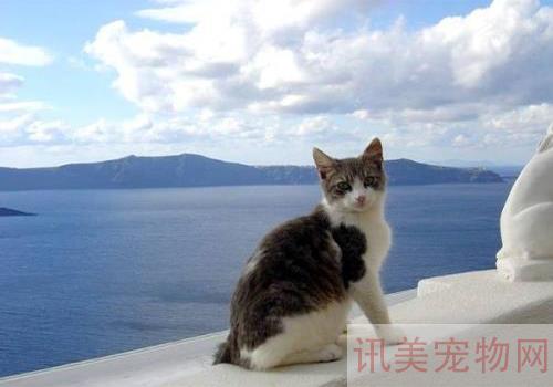 阿比西尼亚猫价格多少？阿比西尼亚猫该怎么挑选？养宠须知