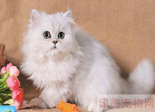 宠物猫绝育手术怎么做：猫咪什么时候做绝育手术？养宠须知