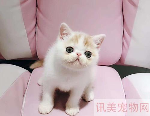 猫咪知识大盘点：什么样的人最适合饲养宠物猫？养宠须知