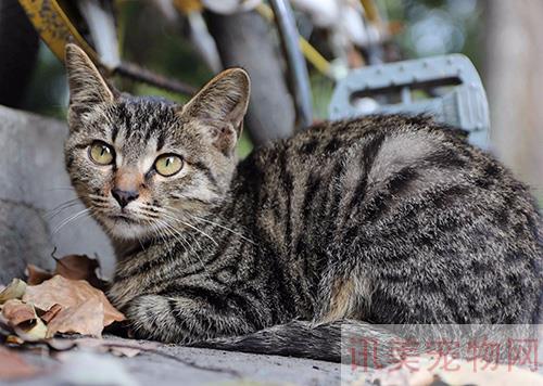 家里的宠物猫的总喜欢挠人怎么办？养宠须知