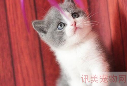 猫咪价格：杭州波斯猫多少钱？养宠须知