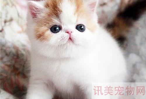 天津加菲猫价格多少钱一只？养宠须知