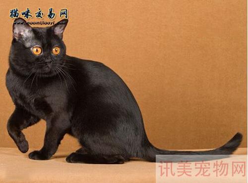 天津猫咪价格贵不贵？纯种的英短蓝猫多少钱？养宠须知