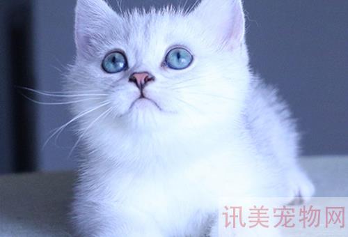 江苏纯种宠物猫品种异国短毛猫价格一只多少钱？养宠须知