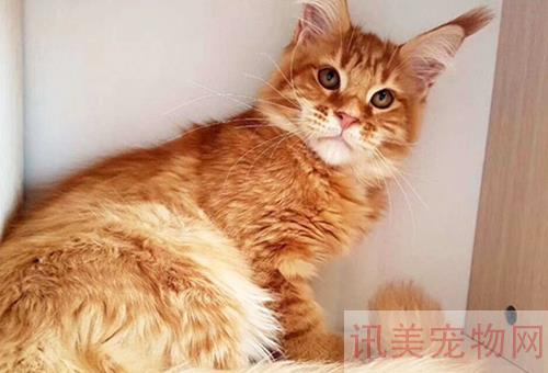 纯种波斯猫价格多少钱？养宠须知