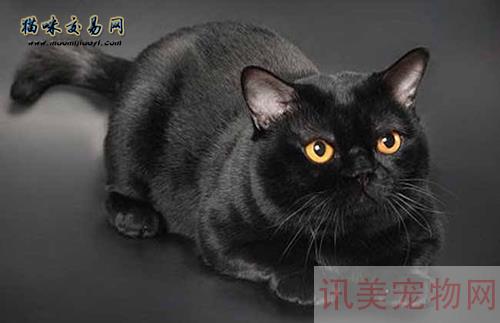 北京密云区纯种无毛猫价格多少钱？养宠须知