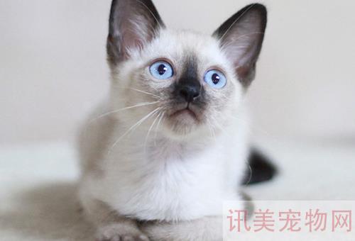 北京密云区纯种无毛猫价钱几钱？