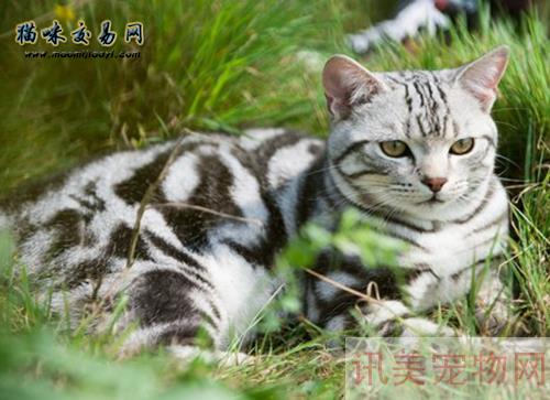 中山市猫舍英国短毛猫价格多少钱？养宠须知