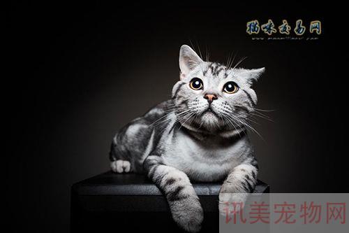 2020年下半年北京银渐层宠物猫价格多少钱？养宠须知