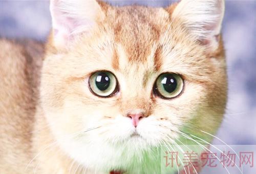 西安波斯猫的价格多少钱？养宠须知