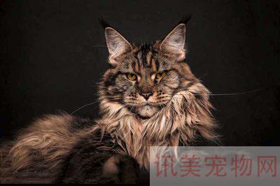 2021年孟加拉豹猫价格多少钱？养宠须知