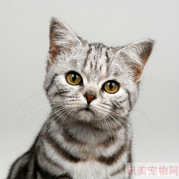 猫咪交配的知识，猫咪交配要注意什么养宠须知