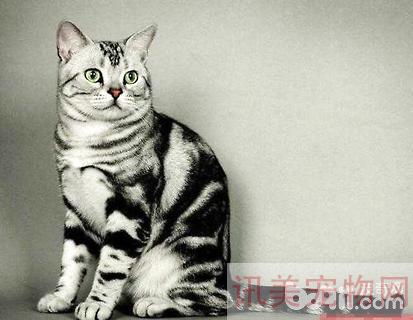 银虎斑猫多少钱一只？银虎斑猫饲养养宠须知