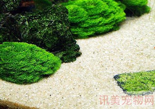 水族箱前景草的种植方法养宠须知