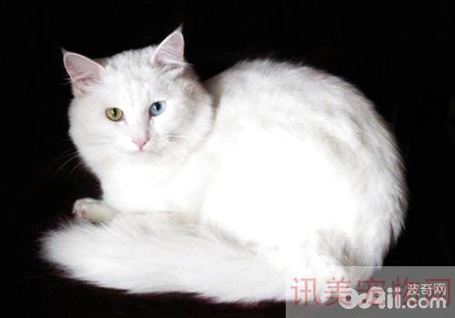 土耳其安哥拉猫多少钱？土耳其安哥拉猫价格养宠须知