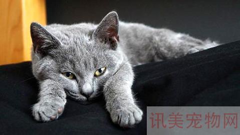 卡尔特猫多少钱一只？卡尔特猫价格养宠须知