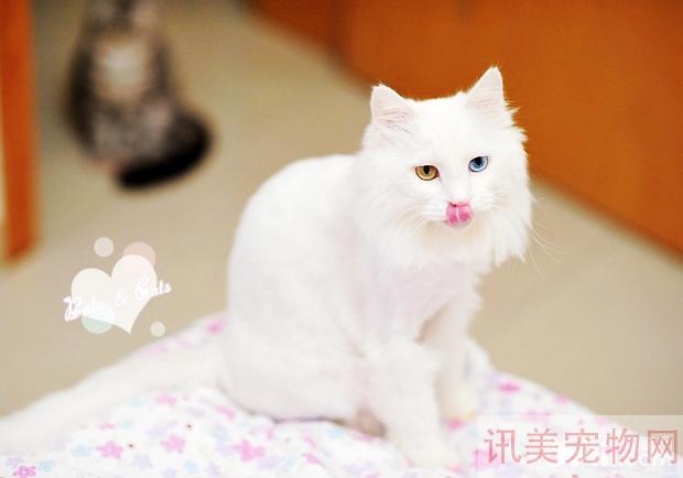 波斯猫的繁殖,波斯猫繁殖期间注意什么呢养宠须知