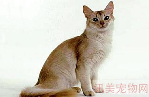 索马里猫好不好养？索马里猫怎么养？养宠须知