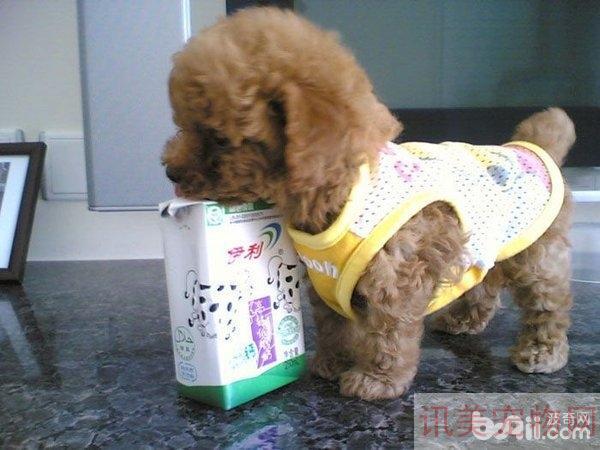 婴儿奶粉适合用来喂食幼犬吗？养宠须知