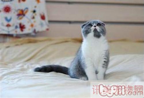 小小猫一天吃多少猫粮合适？养宠须知