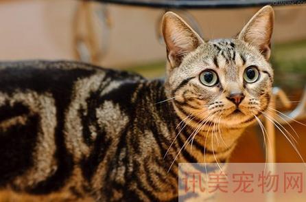 闭于猫掉毛的三个缘故分解