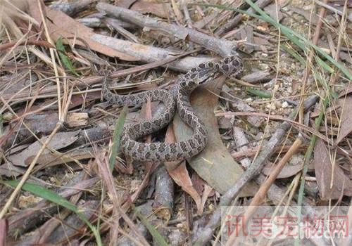 繁花林蛇的生存环境养宠须知