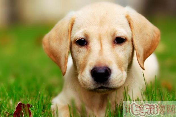 适合喂食拉布拉多幼犬的食物养宠须知