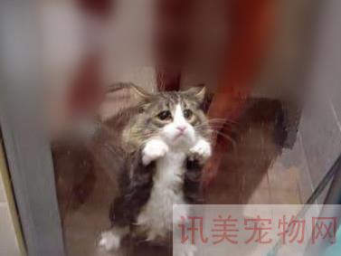 七步搞定猫咪美容