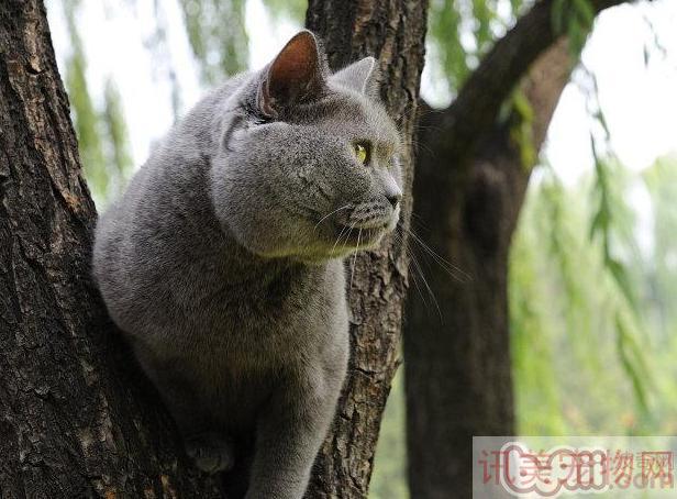 英国短毛猫该怎样样沐浴